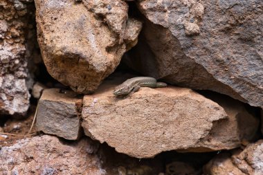 Lagartixa olarak bilinen Madeira adasının kahverengi kertenkelesine yakın plan, Portekiz, Sao Lourenco 'da kırmızı toprak