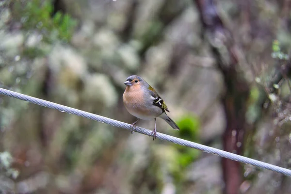 Chaffinch Sur Levada Rabacal Madère Portugal — Photo