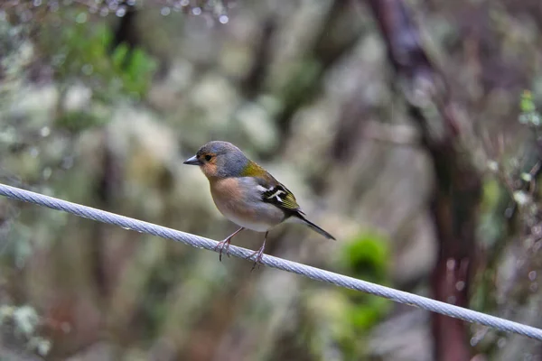 Chaffinch Sur Levada Rabacal Madère Portugal — Photo