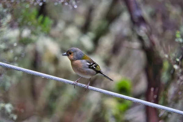 葡萄牙马德拉的Levada Rabacal的Chaffinch — 图库照片