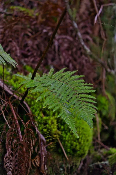 Fern Wychodzi Ciemne Tło Lesie Maderze Ciemny Las Paprociami Piękne — Zdjęcie stockowe