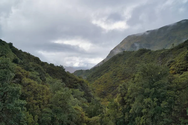 Madeira Portekiz Deki Erica Arborea Ormanı — Stok fotoğraf