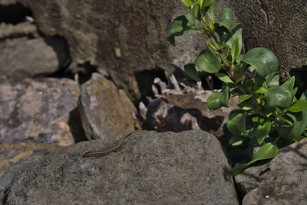 Close Brown Lizard Madeira Island Known Lagartixa Red Soil Sao Stock Image