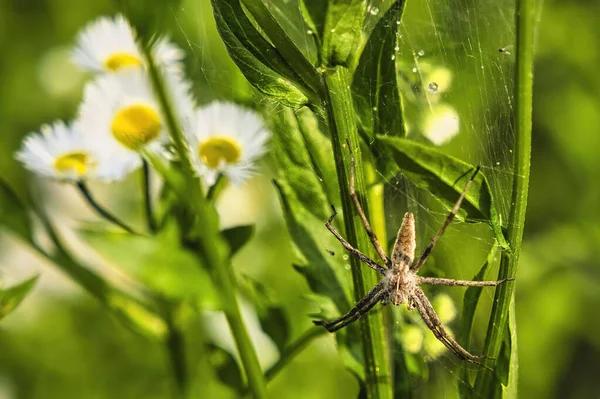 Denne Edderkop Der Normalt Græsset Det Jæger Bygger Ikke Net - Stock-foto