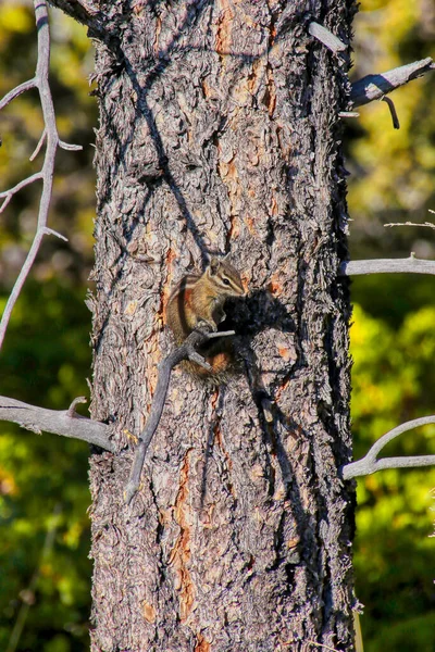 Squirrel Sit Branch Pine Tree Look Photographer — Stockfoto