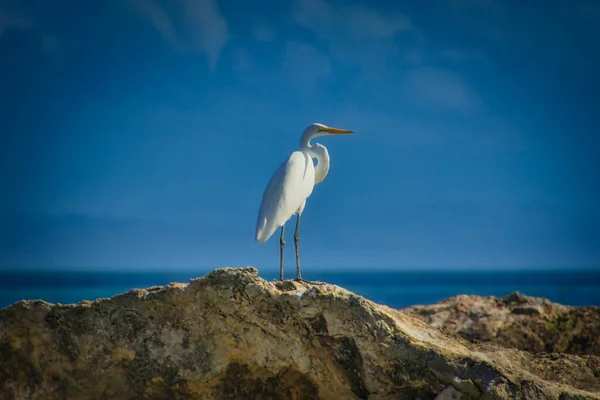 Белая Водоплавающая Птица Пляже Доминиканской Республики — стоковое фото