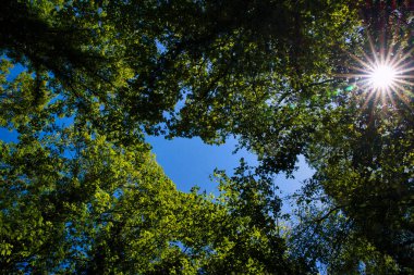 Great view up into the trees direction sky in may with a beautiful sunstar, Germany