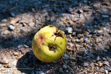 real wasps on a ripe pear
