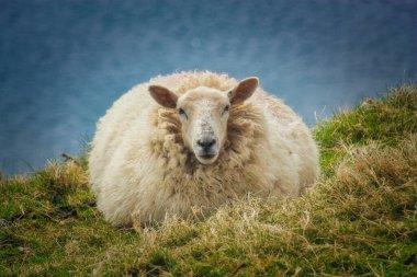 a thick sheep on the meadow
