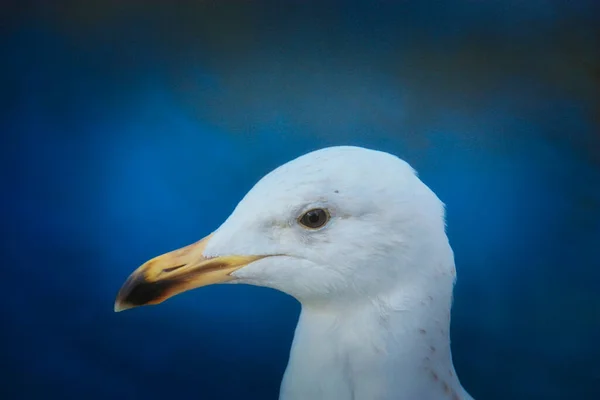 Close Head Seagull — Stockfoto