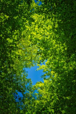 aşağıdan ağacın tepesine doğru.