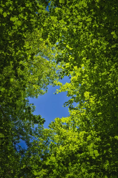 aşağıdan ağacın tepesine doğru.