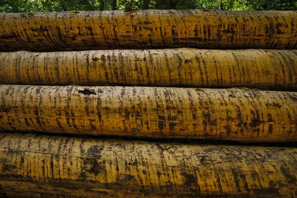 Pętle Pni Stos Wycinanie Drewna Przemysłu Drzewnego Drewna Szeroki Sztandar — Zdjęcie stockowe