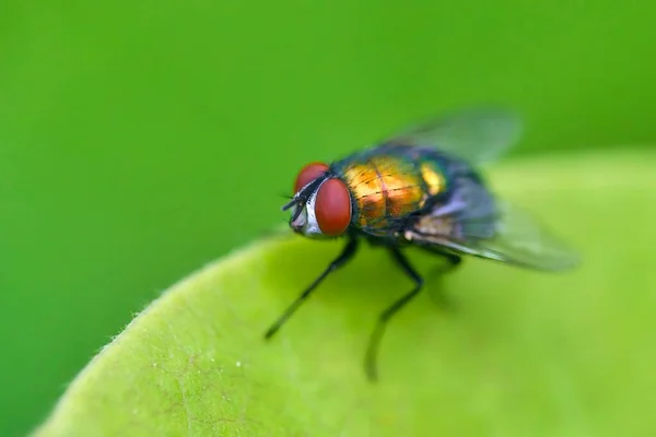 Lucilia Fly Género Moscas Familia Calliphoridae — Foto de Stock