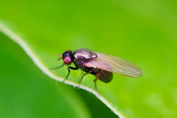 Lucilia Fly Rodzaj Muchówek Rodziny Calliphoridae — Zdjęcie stockowe