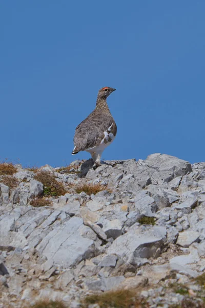 Los Alpes Salvajes Retrato Arte Roca Ptarmigan Macho Lagopus Muta —  Fotos de Stock