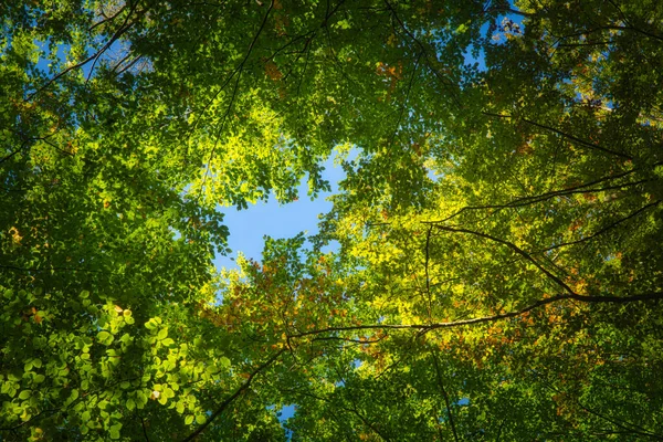 Algumas Árvores Bonitas Contra Céu Azul Autmn Colorido Floresta — Fotografia de Stock