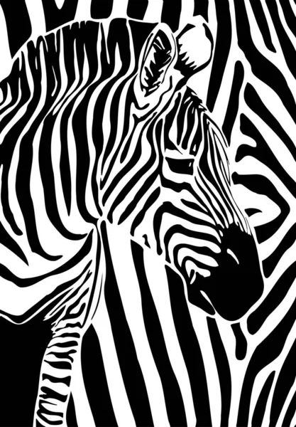 Vetor Gráfico Ilustração Preto Branco Cabeça Zebra Isolada Sobre Fundo —  Vetores de Stock