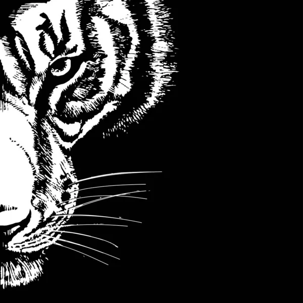 黒の背景に雄大な虎の頭のベクトル現実的なフリーハンドの描画 黒インクで描いた絵の模倣 タトゥー ポスター 動物園 サファリ 自然保護区 Tシャツの印刷に便利な — ストックベクタ