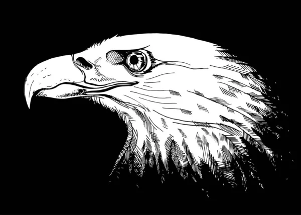 Vector Graphic Realistic Freehand Drawing Head Beautiful Proud Eagle Imitation — 图库矢量图片