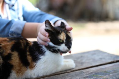 Sokakta kedisi olan genç bir kadın.