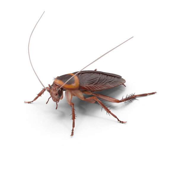 Американская тараканья модель 3D рендеринг