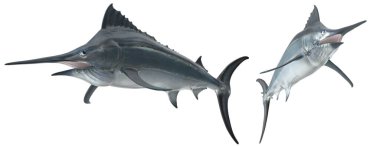 Siyah Kılıçbalığının beyaz arkaplanda poz vermesi 3 boyutlu görüntüleme