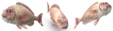 Beyaz izole arkaplan üzerinde Bream Fish Poz 3d görüntüleme