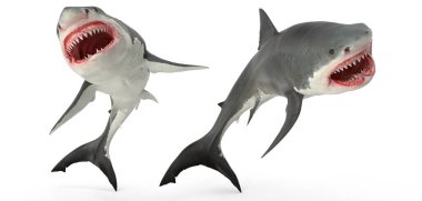 Büyük Beyaz Köpekbalığı İzole edilmiş beyaz arkaplanda poz 3d görüntüleme