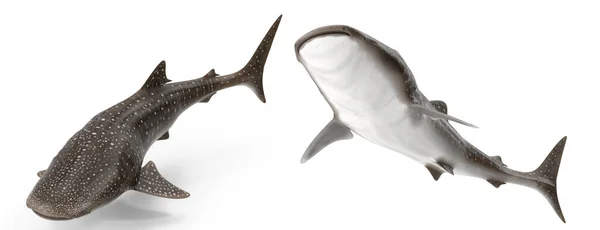Tiburón Ballena Pose Sobre Fondo Blanco Aislado Renderizado — Foto de Stock