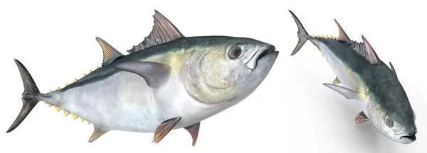 Thunfisch Pose Auf Weißem Isoliertem Hintergrund Rendering — Stockfoto