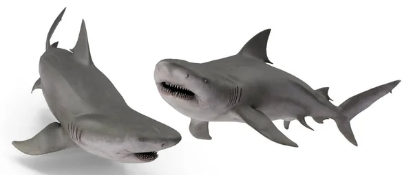 Bull Shark Posa Sfondo Bianco Isolato Rendering — Foto Stock