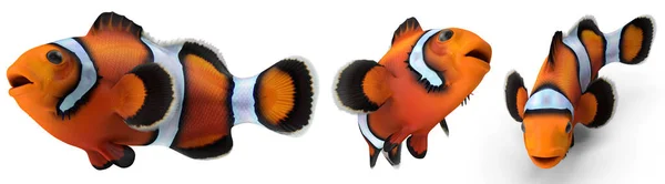 Clownfish Pose Białym Izolowanym Tle Renderowania — Zdjęcie stockowe