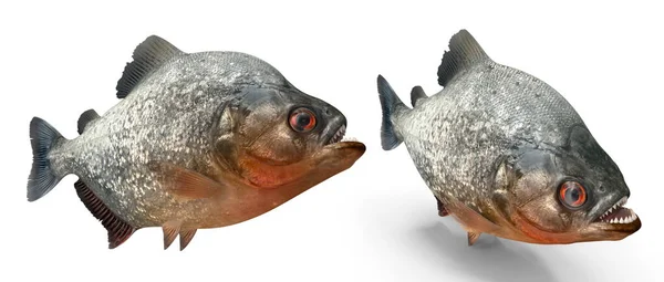 Piranha Pose Fundo Isolado Branco Renderização — Fotografia de Stock