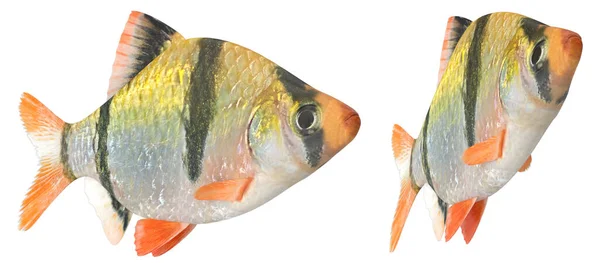 Tiger Barb Fish Pose Sobre Fondo Blanco Aislado Renderizado — Foto de Stock