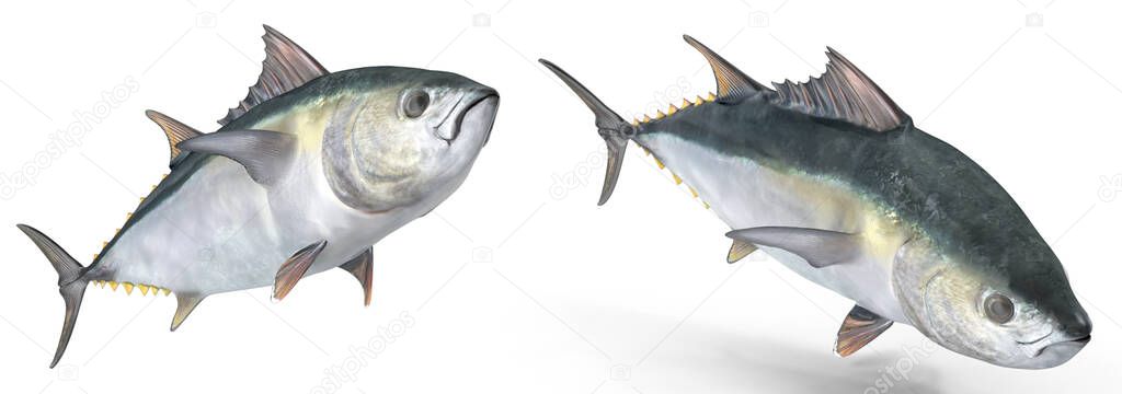 Tuna Fish Pose on white isolated background 3d rendering