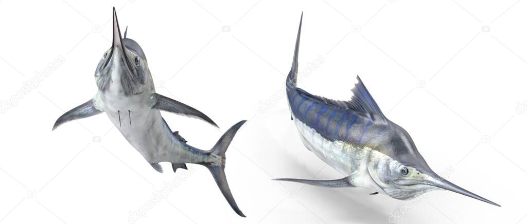 Blue Marlin Pose on white isolated background 3d rendering