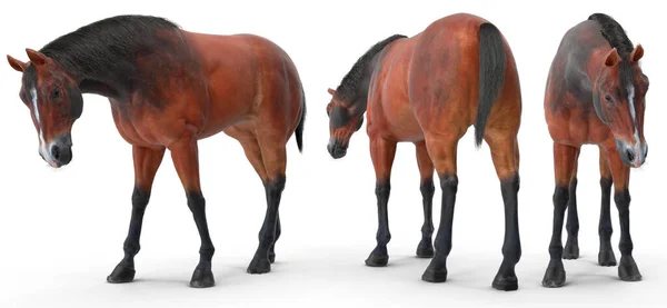 Horse Grazing Poses Set Isolated Background Rendering — Stock Photo, Image