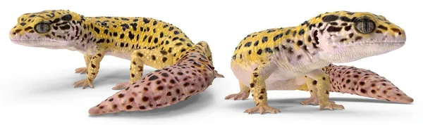 Leopard Gecko Poses Definido Fundo Isolado Renderização — Fotografia de Stock