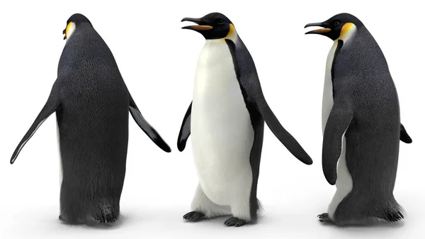 Emperor Penguin Poses Set Isolated Background Rendering — Stock Photo, Image