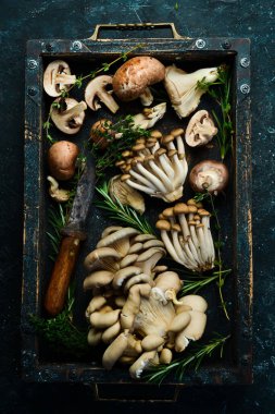 Mantarlı ahşap sepet. Taştan bir arka planda organik mantar seti. Üst görünüm.