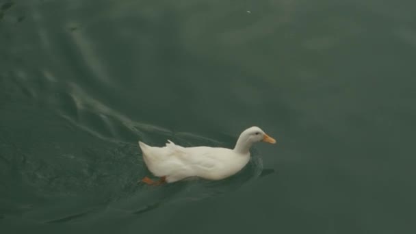 흰 오리 수영 — 비디오