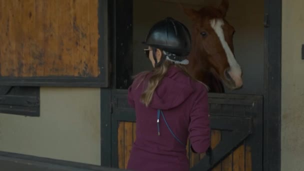 Žena v helmě hladí hnědého koně — Stock video