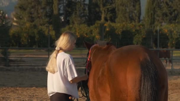 Woman in helmet stroking brown horse — Vídeo de Stock