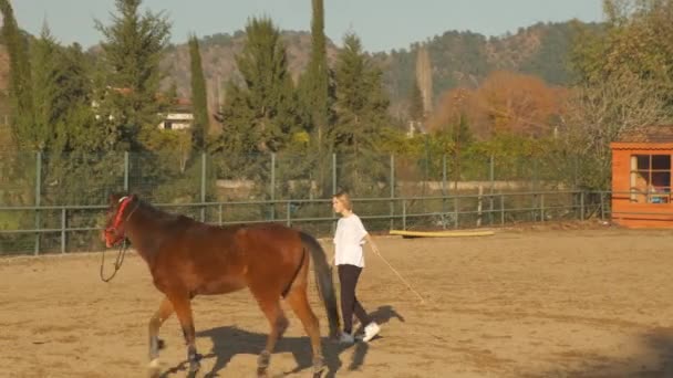 Donna in casco accarezzando cavallo marrone — Video Stock