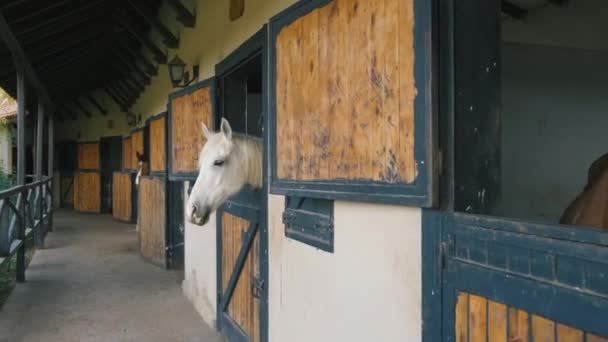 Brown horse horses is looking from the windows — 图库视频影像