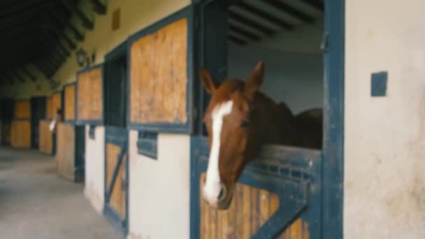 Brown horse horses is looking from the windows — Stock video