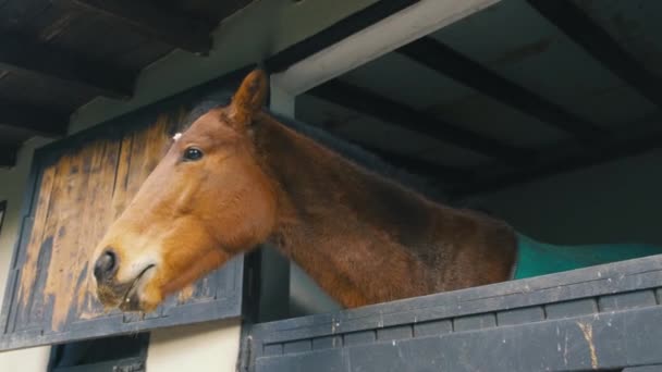 Brun hest heste kigger fra vinduerne – Stock-video
