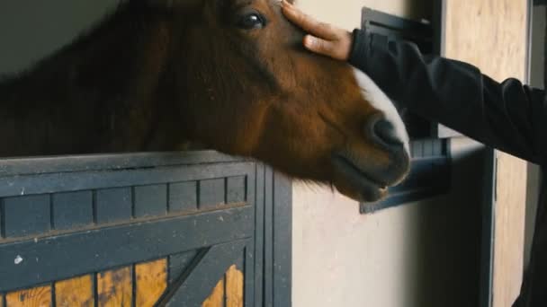 Hnědí koně se dívají z oken. — Stock video