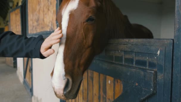 Cabeça de cavalo marrom — Vídeo de Stock
